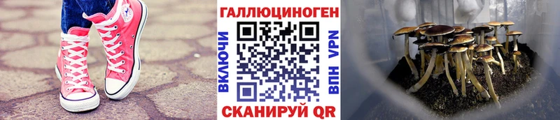 закладки  Шелехов  Псилоцибиновые грибы Cubensis 